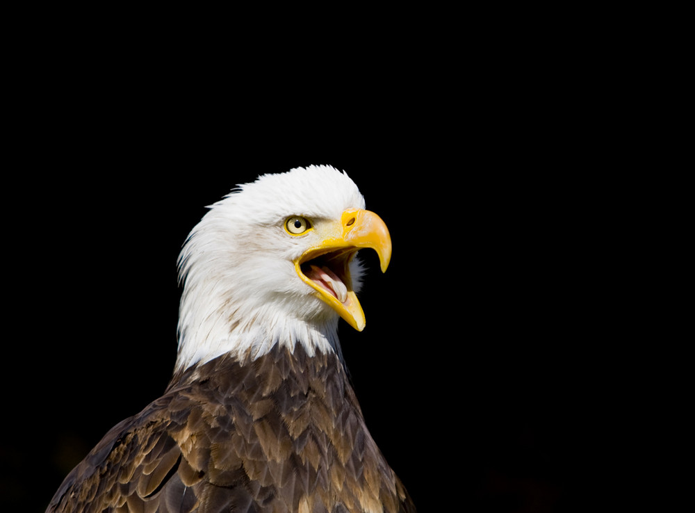 Weißkopfseeadler