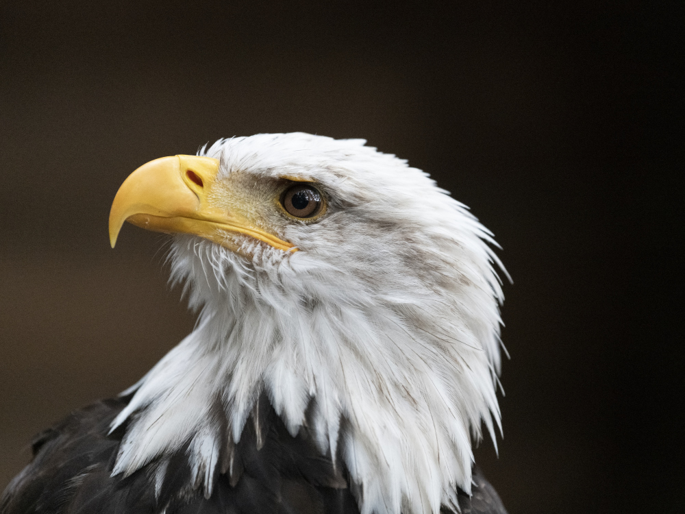 Weißkopfseeadler