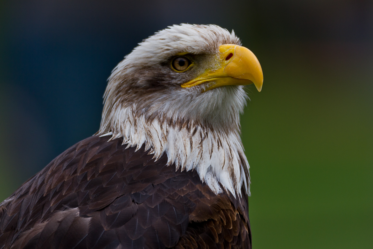 Weisskopfseeadler