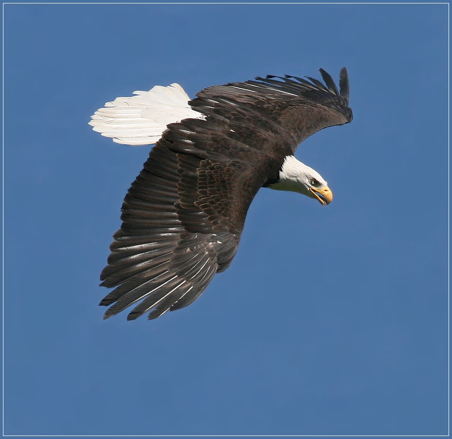 Weißkopfseeadler Foto & Bild tiere, zoo, wildpark & falknerei, vögel Bilder auf Weißkopfseeadler Foto & Bild tiere, zoo, wildpark & falknerei, vögel Bilder auf