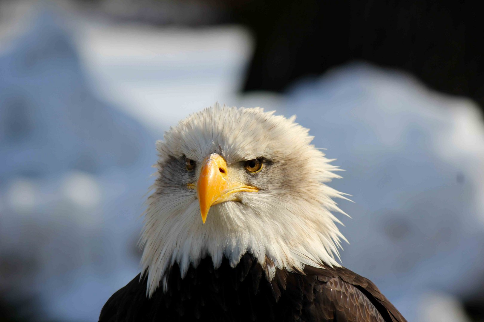 Weißkopfseeadler