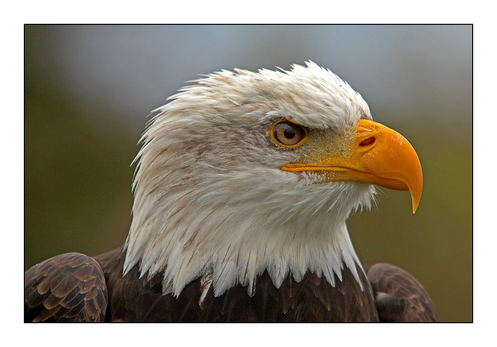 Weißkopfseeadler