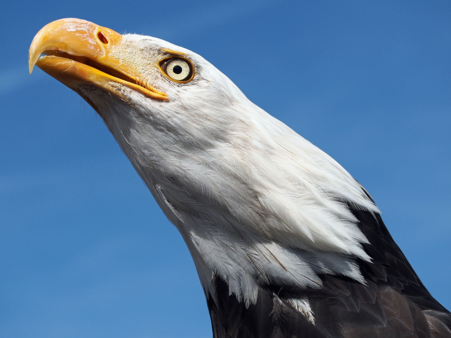 Weißkopfseeadler