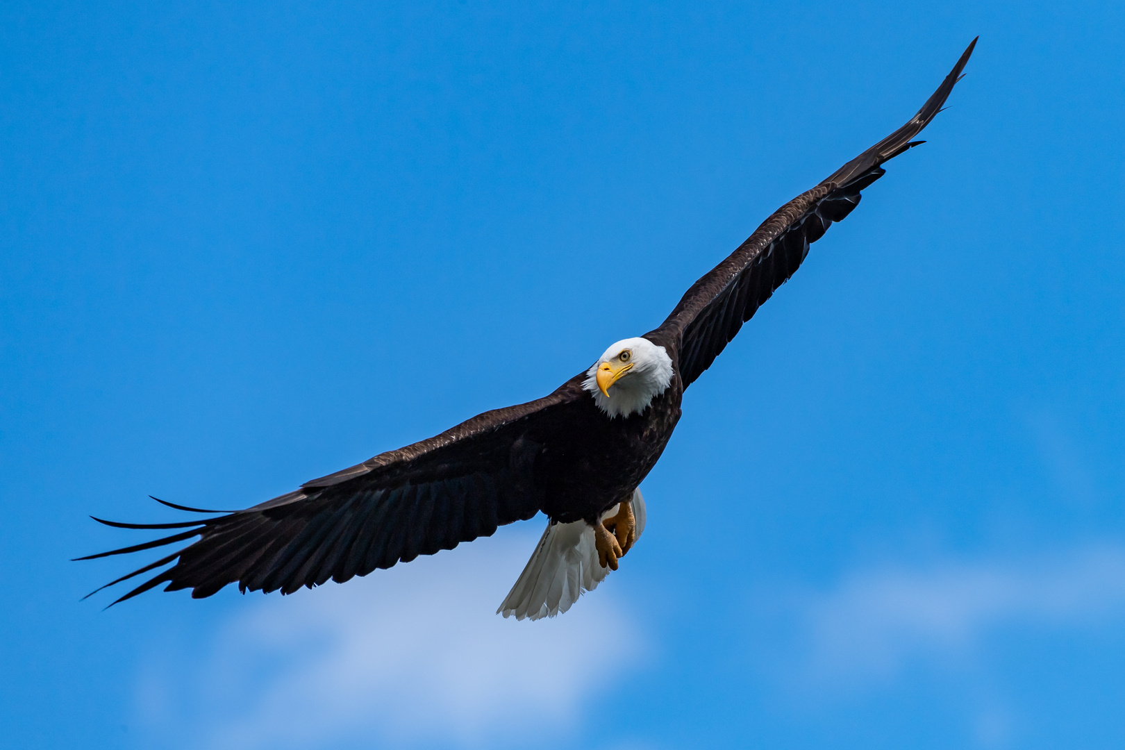 Weisskopfseeadler