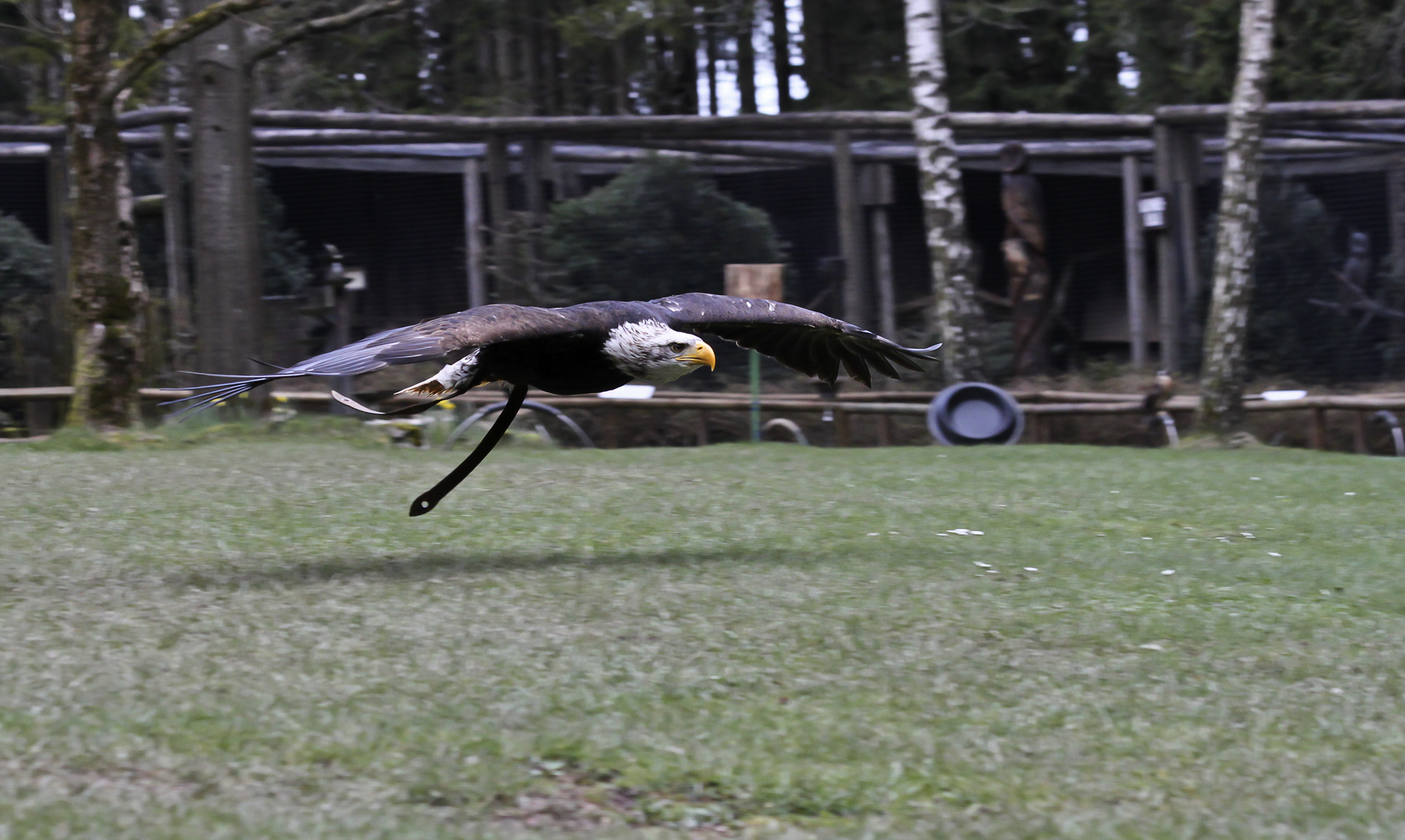 Weißkopfseeadler