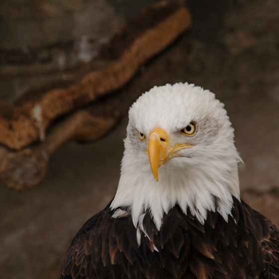 Weißkopfseeadler