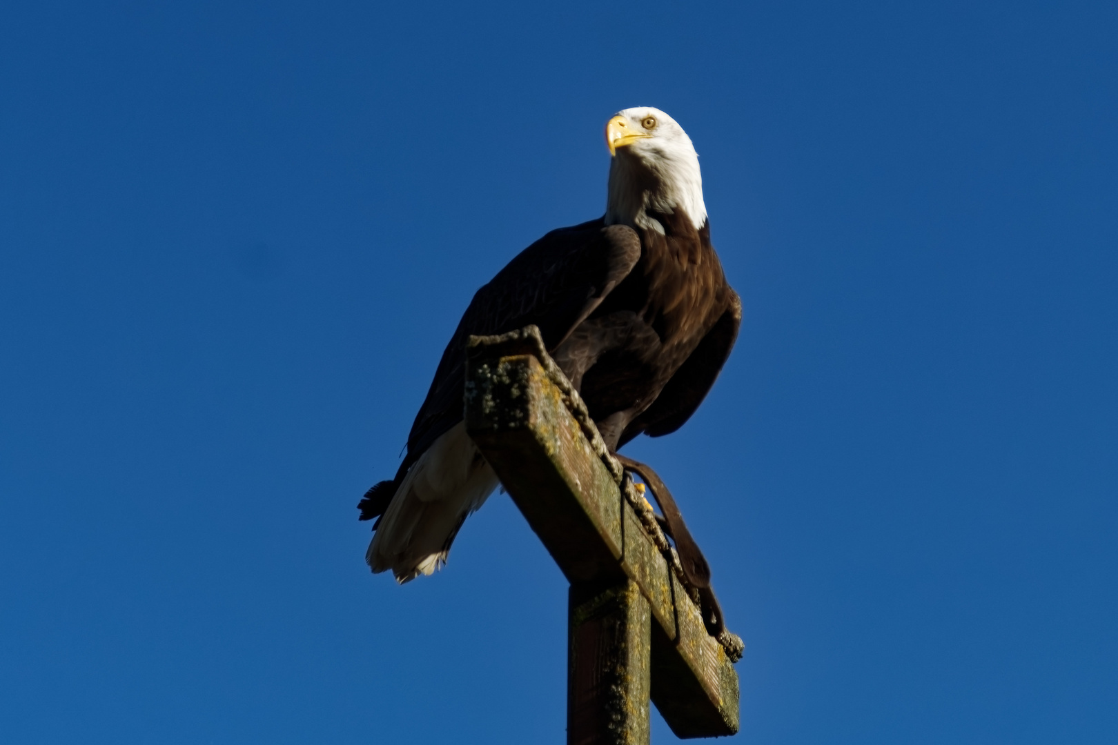 Weißkopfseeadler