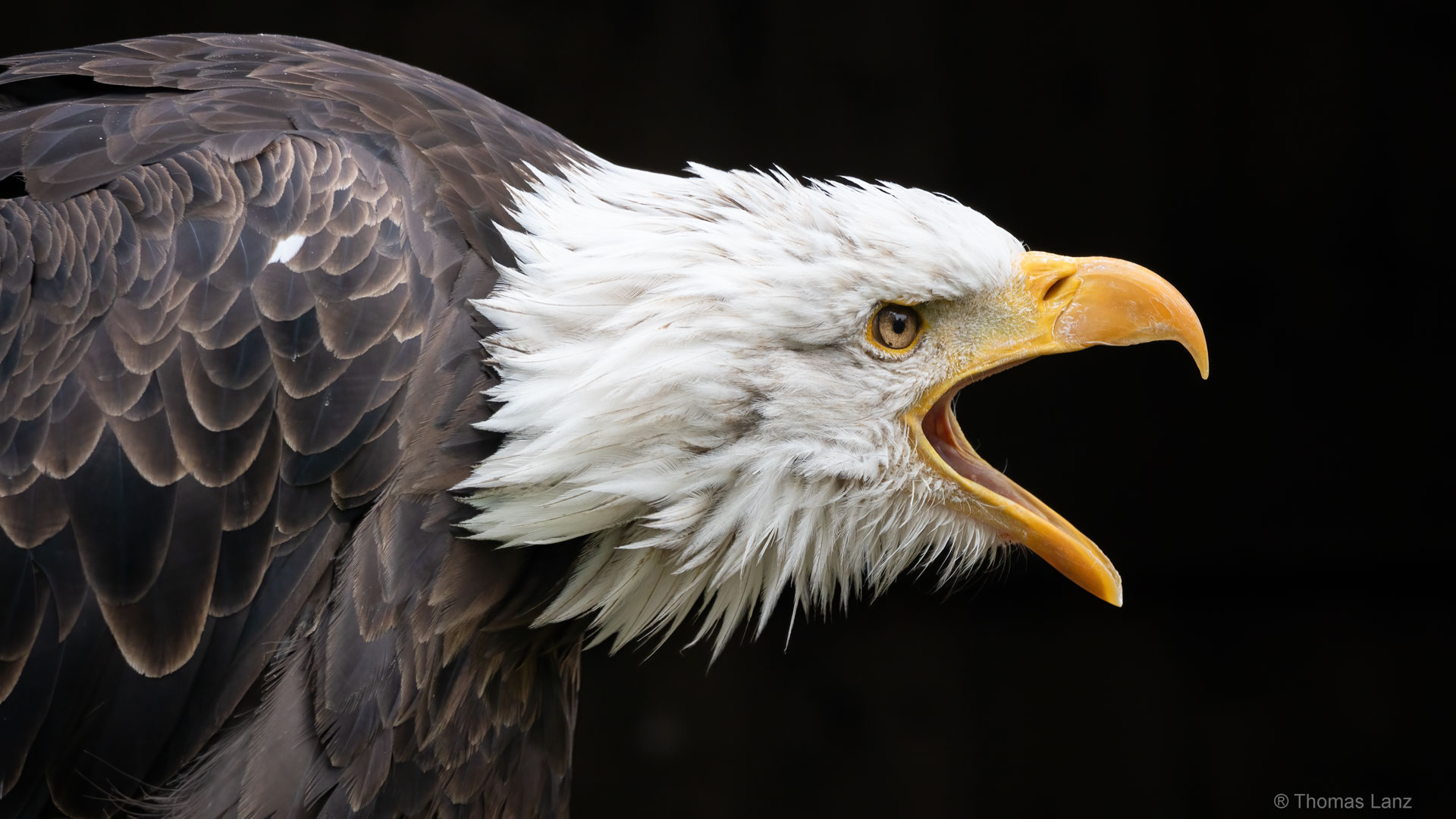 Weißkopfseeadler