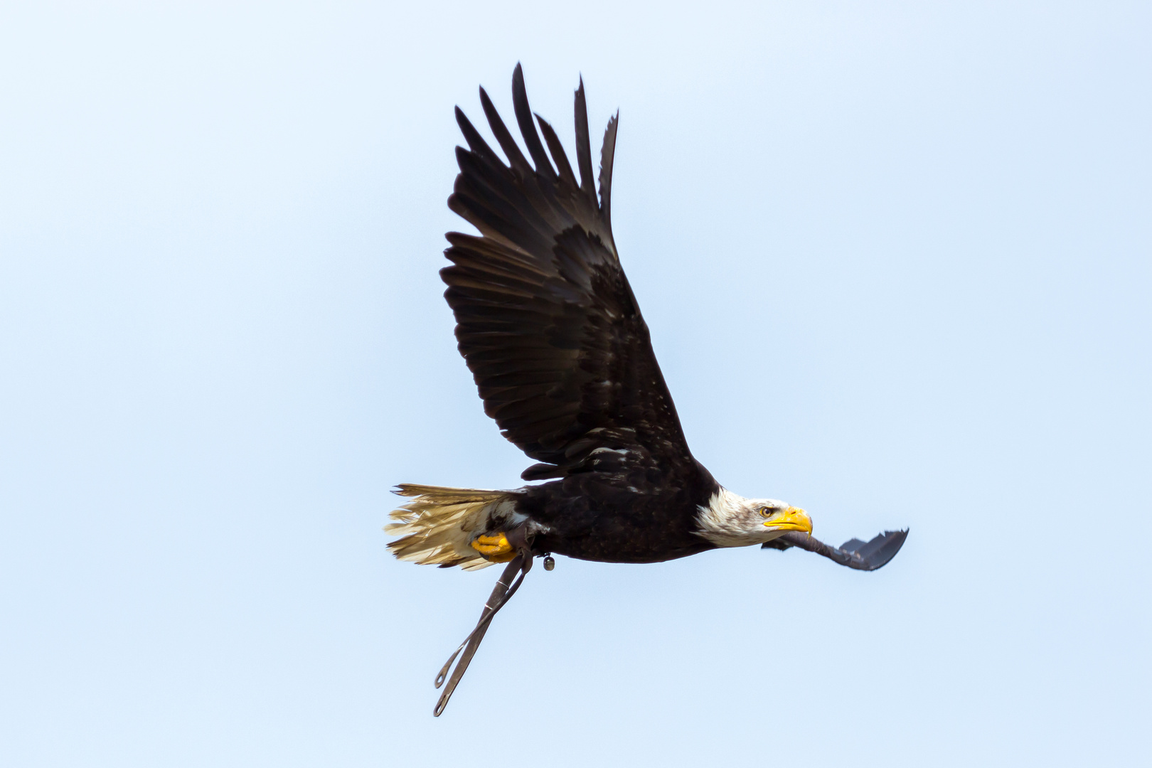 Weißkopfseeadler