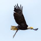 Weißkopfseeadler