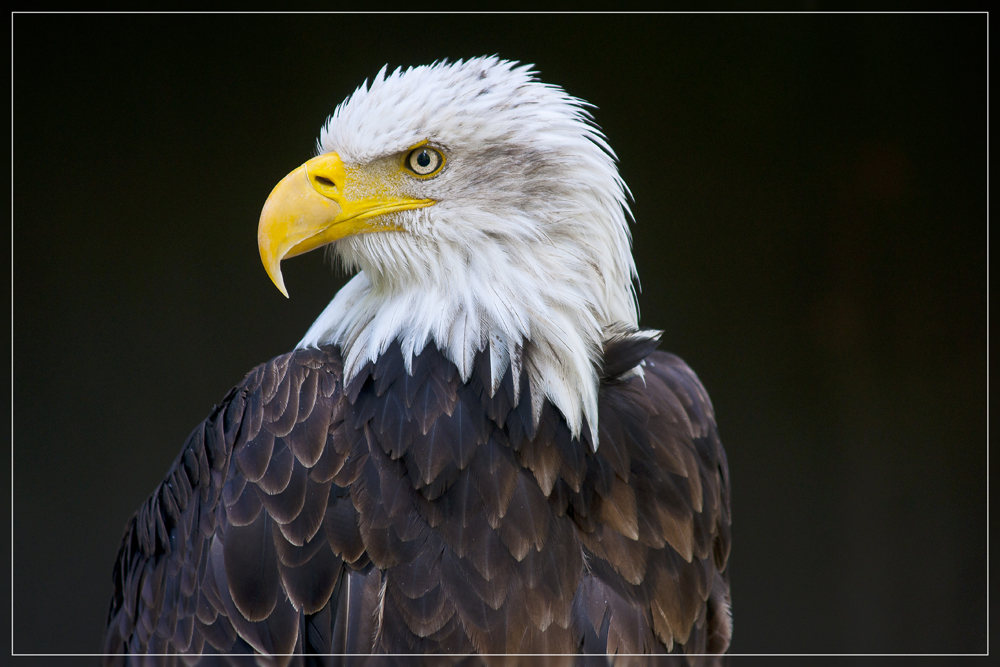 Weisskopfseeadler