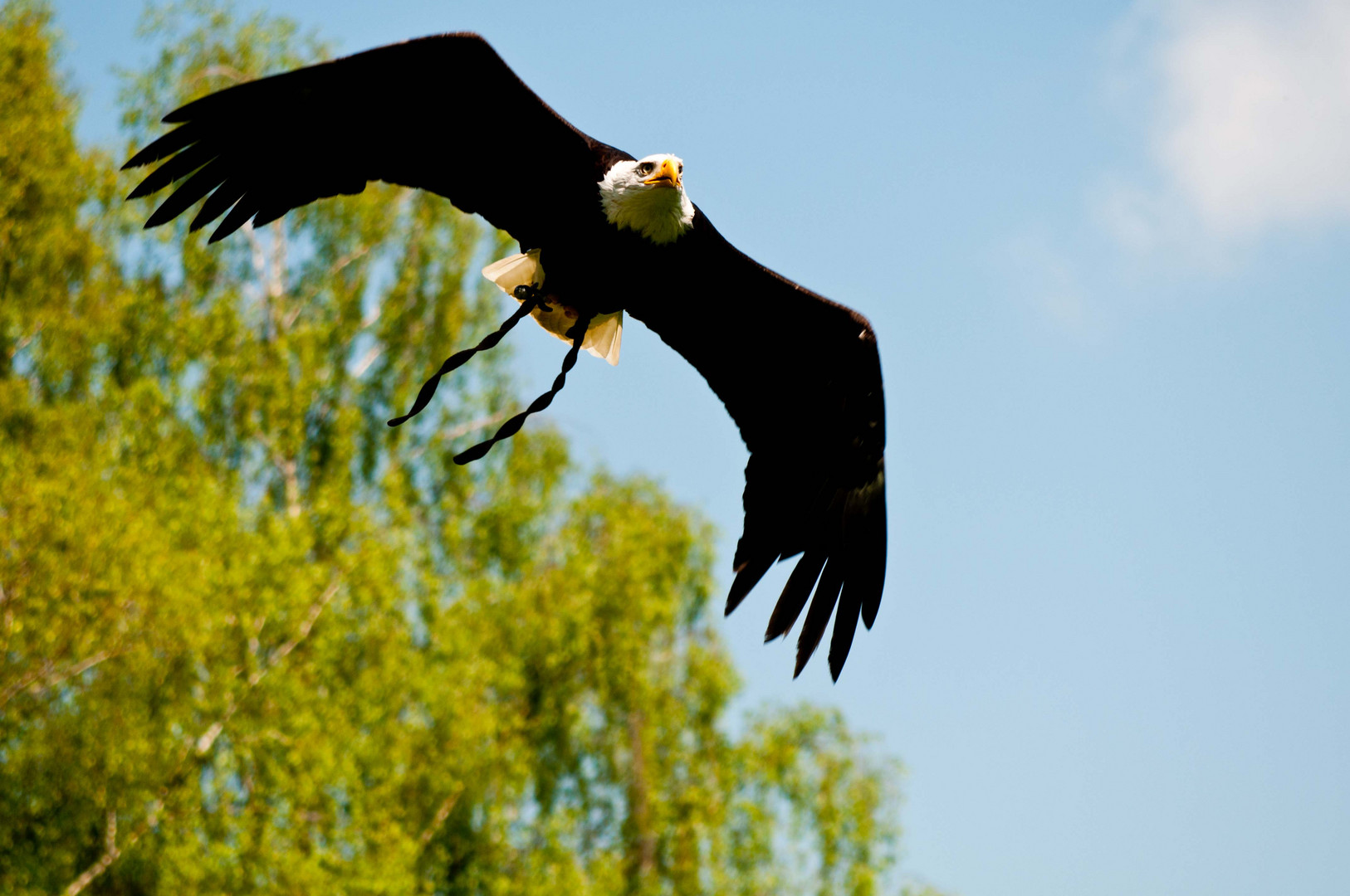 Weißkopfseeadler