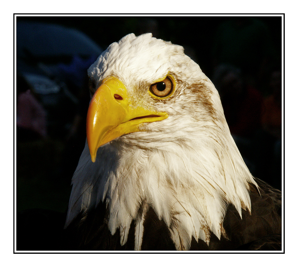 Weißkopfseeadler