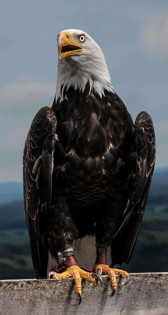 Weißkopfseeadler