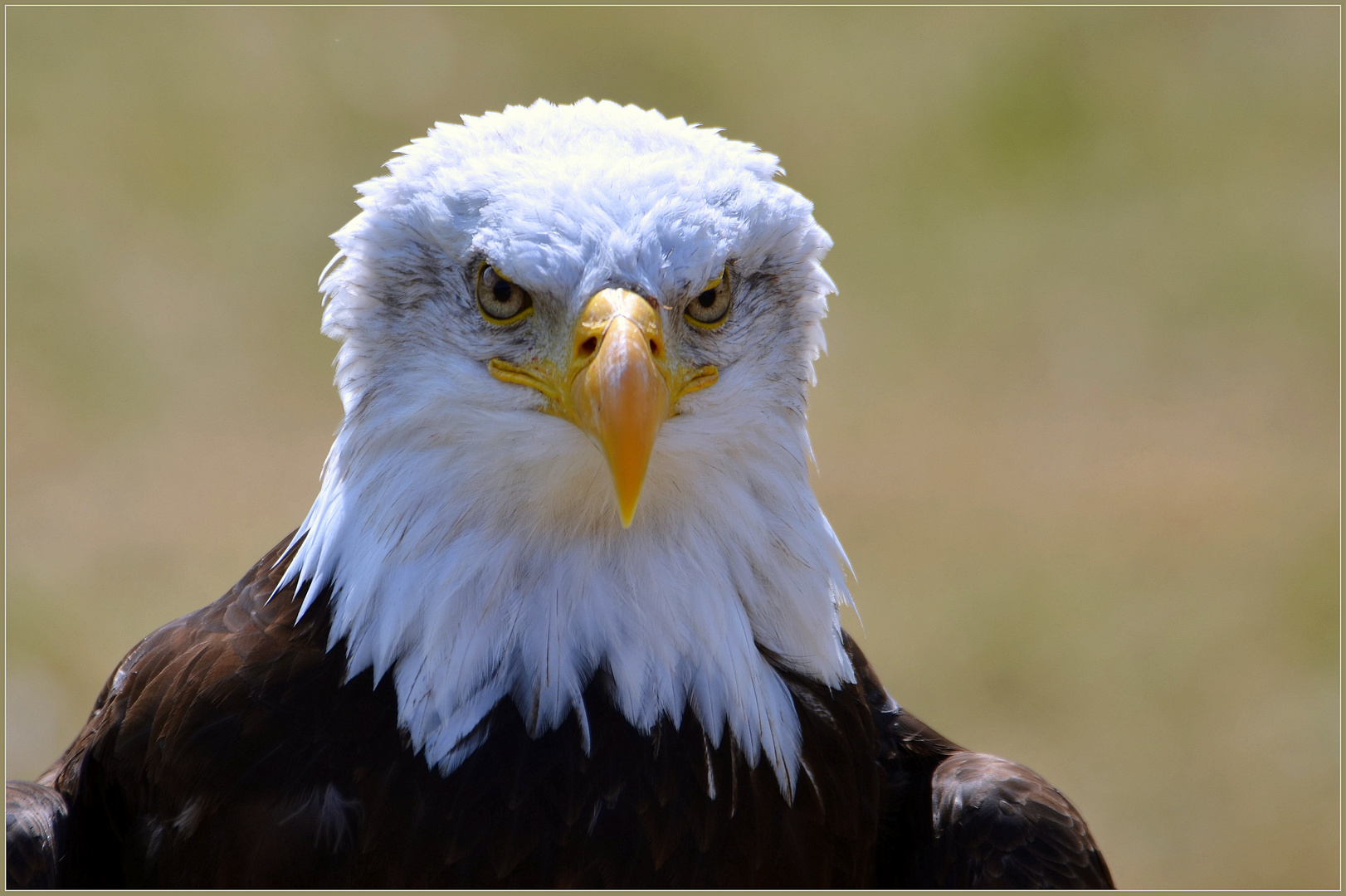 Weißkopfseeadler