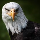 Weißkopfseeadler