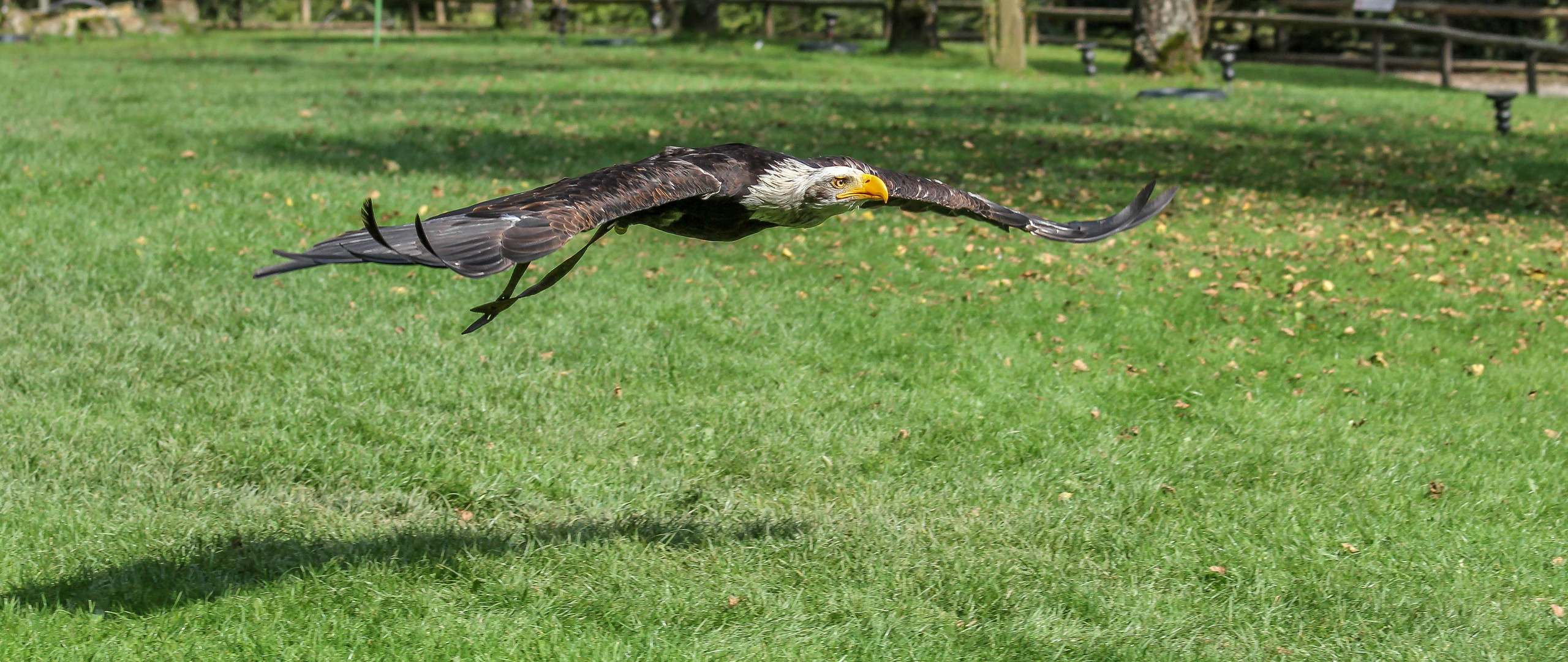 Weißkopfseeadler