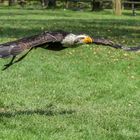 Weißkopfseeadler