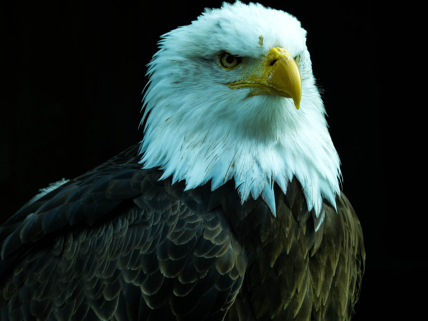 Weißkopfseeadler