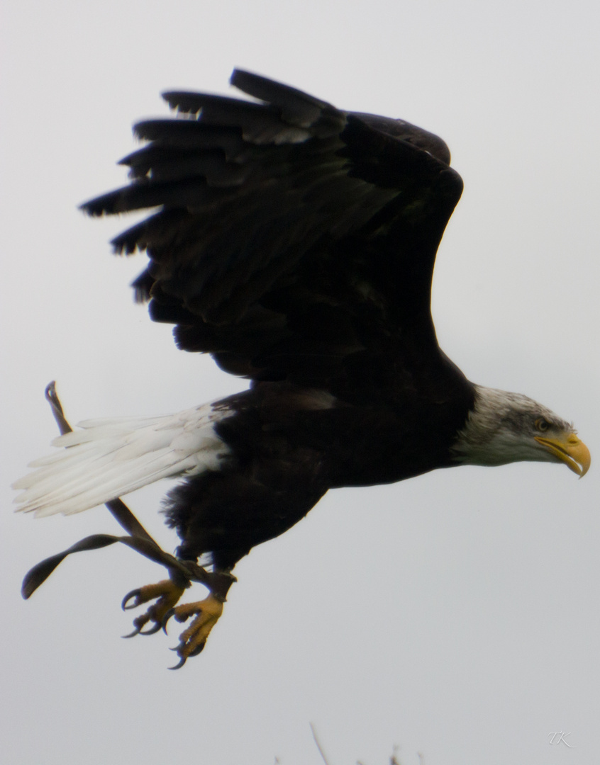 Weisskopfseeadler.