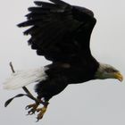 Weisskopfseeadler.