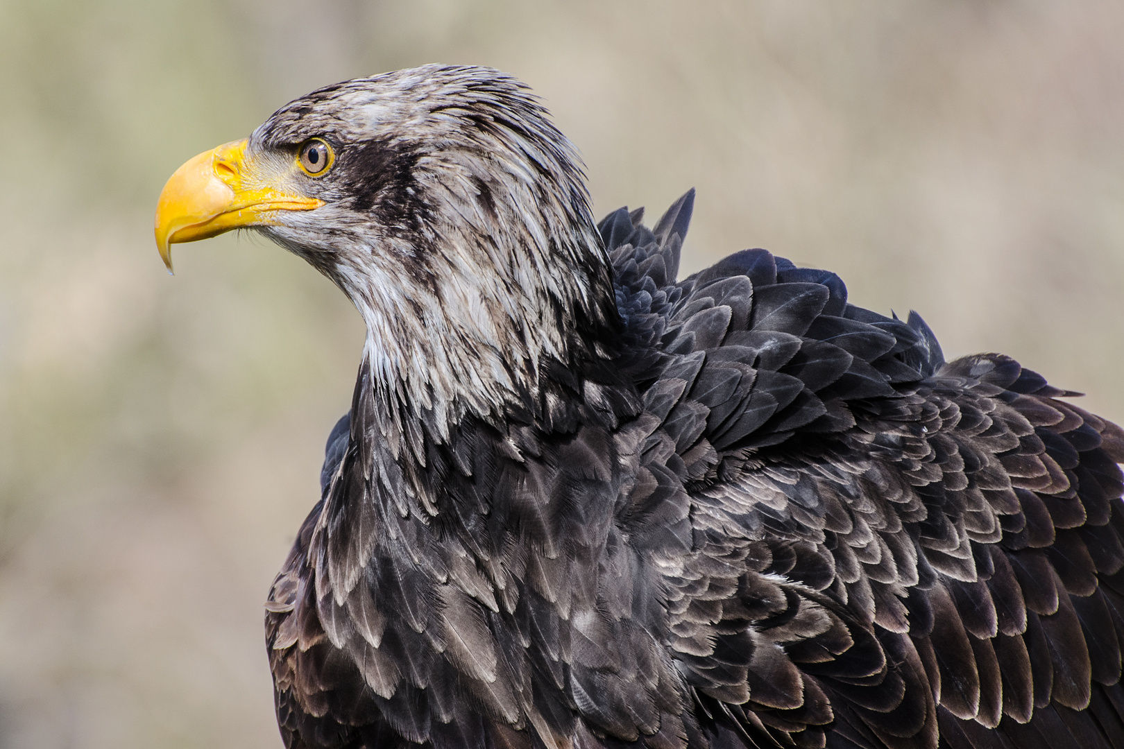 Weißkopfseeadler