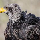 Weißkopfseeadler