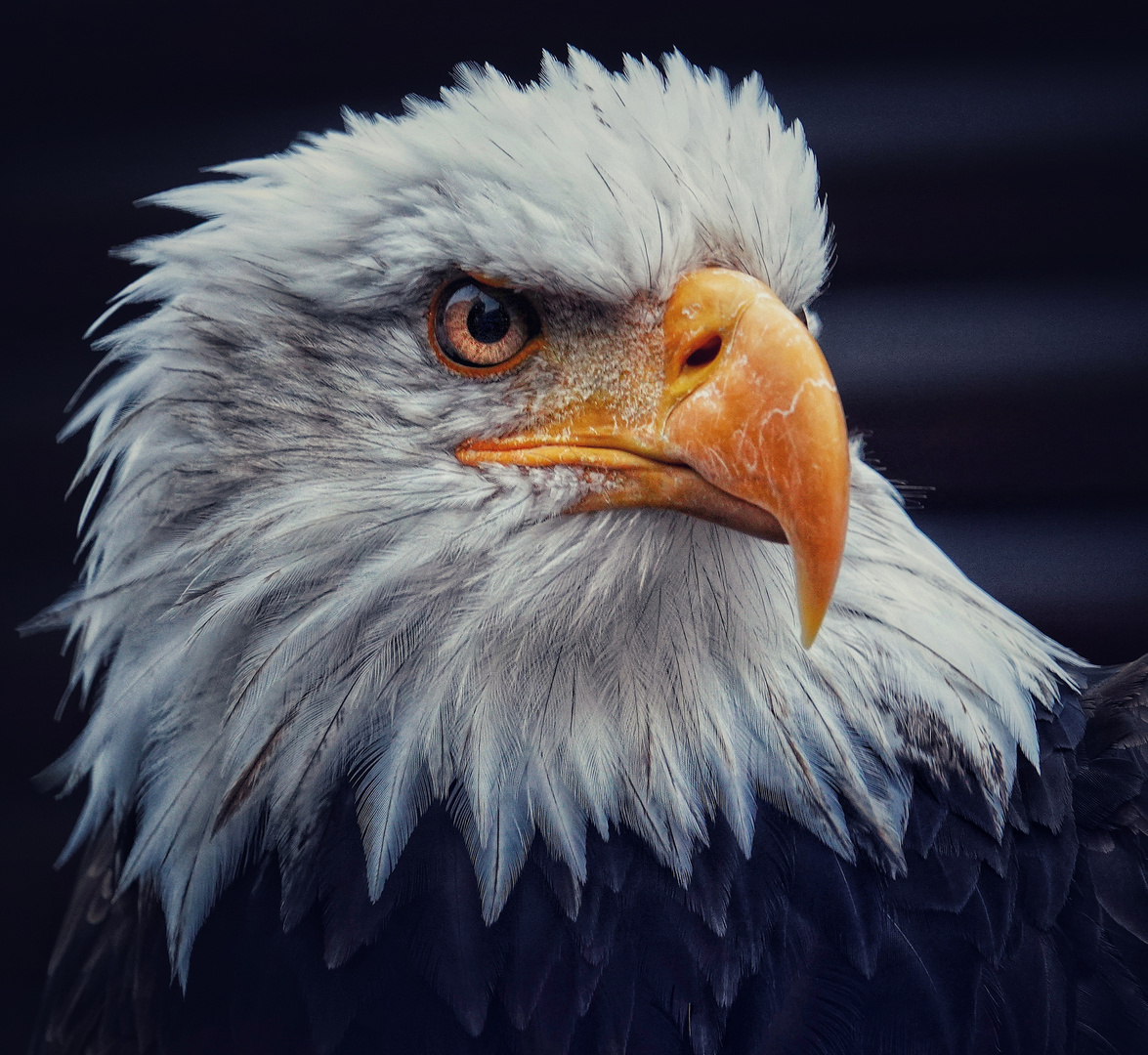 Weißkopfseeadler