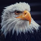 Weißkopfseeadler