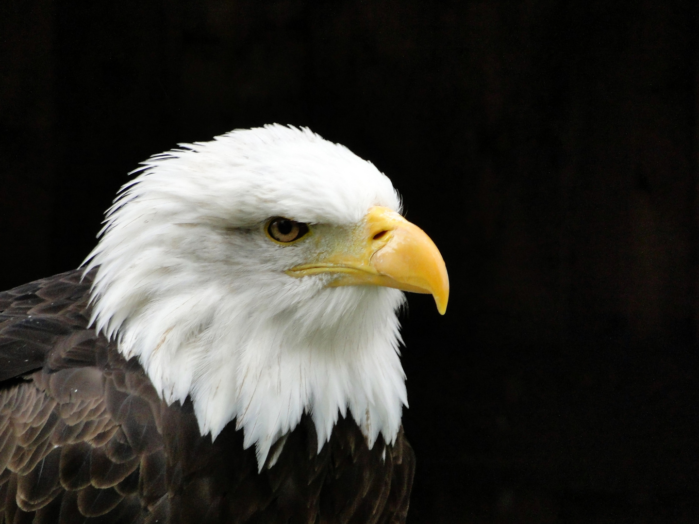 Weißkopfseeadler