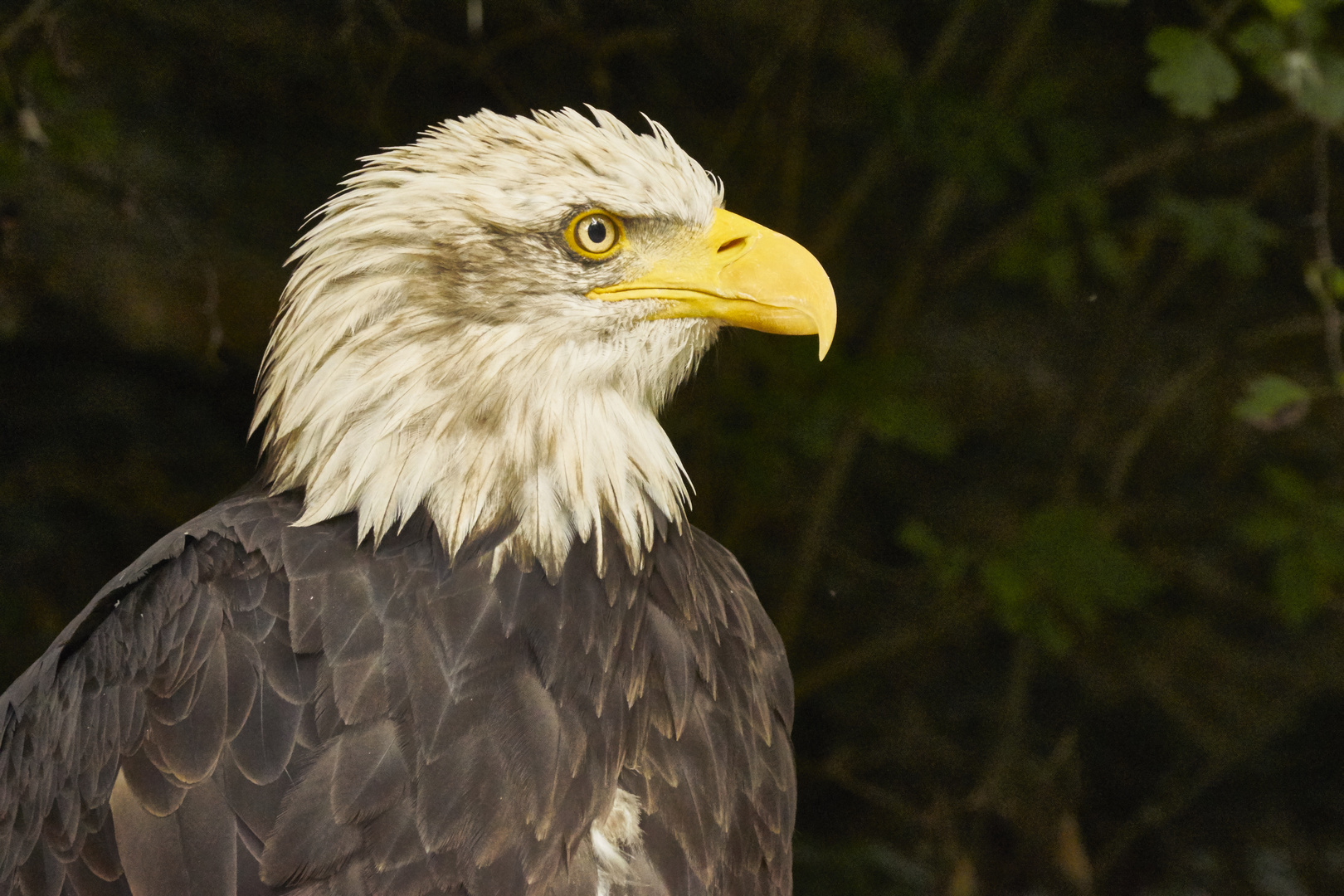 Weißkopfseeadler