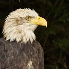 Weißkopfseeadler