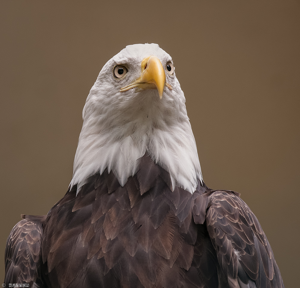 Weißkopfseeadler