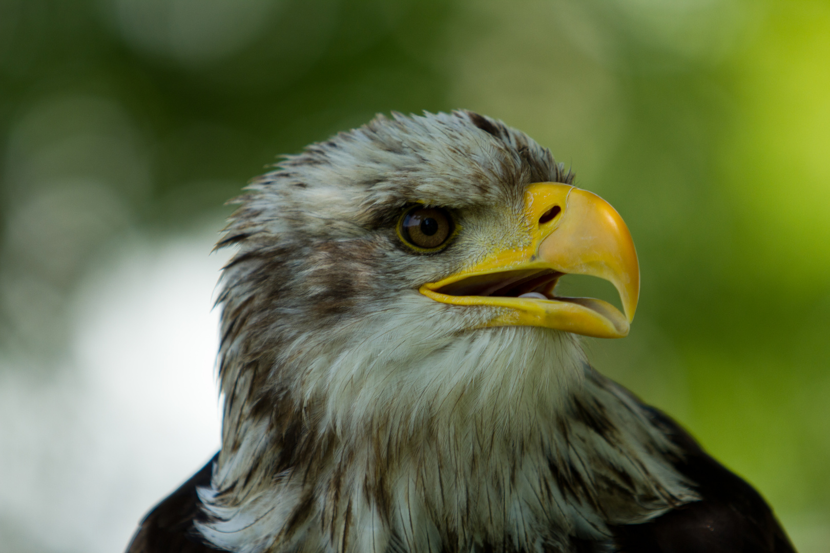 weißkopfseeadler