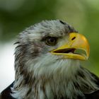 weißkopfseeadler