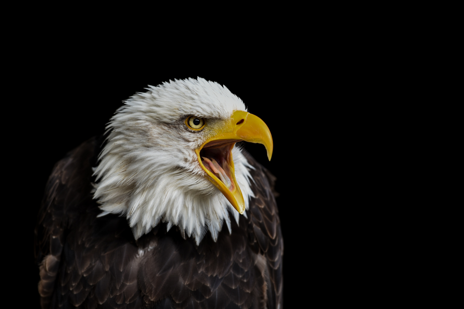 Weißkopfseeadler