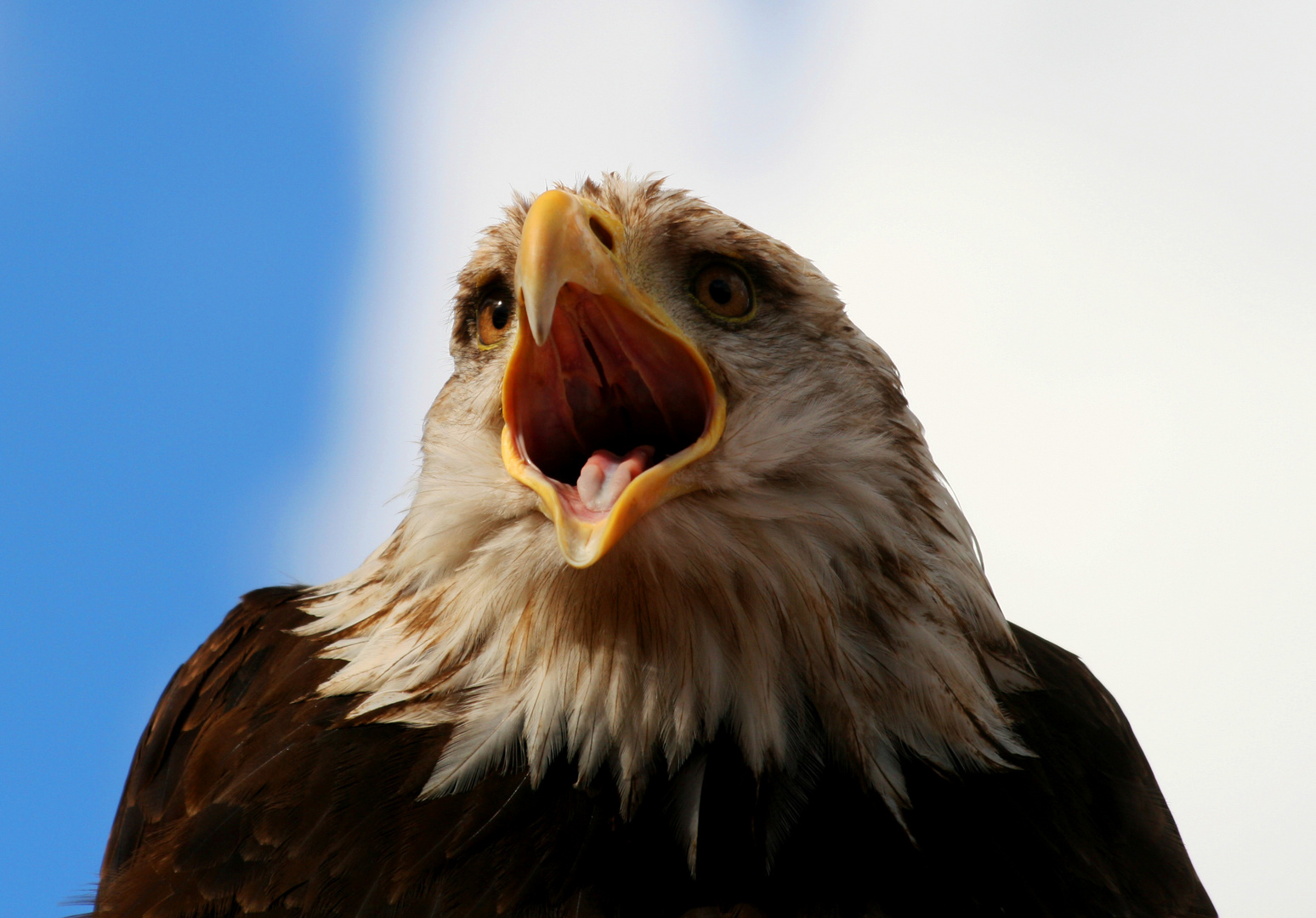 Weißkopfseeadler