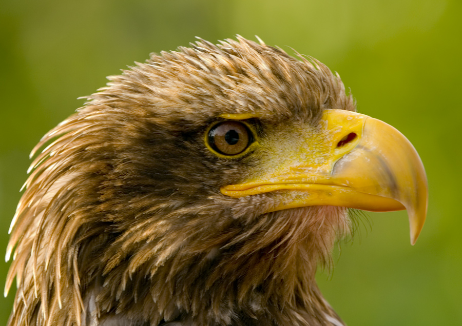 Weißkopfseeadler