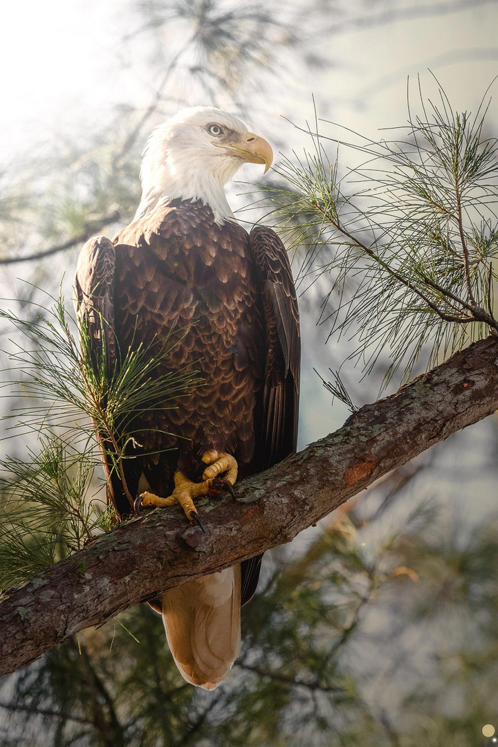 Weißkopfseeadler