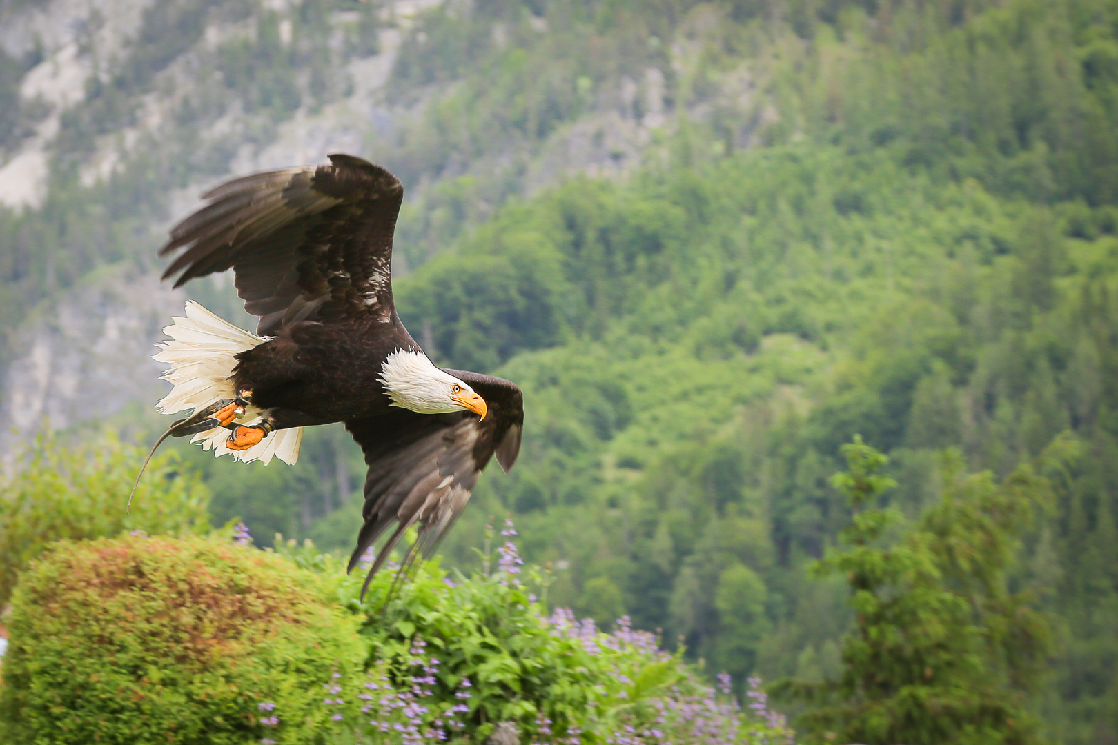 Weißkopfseeadler