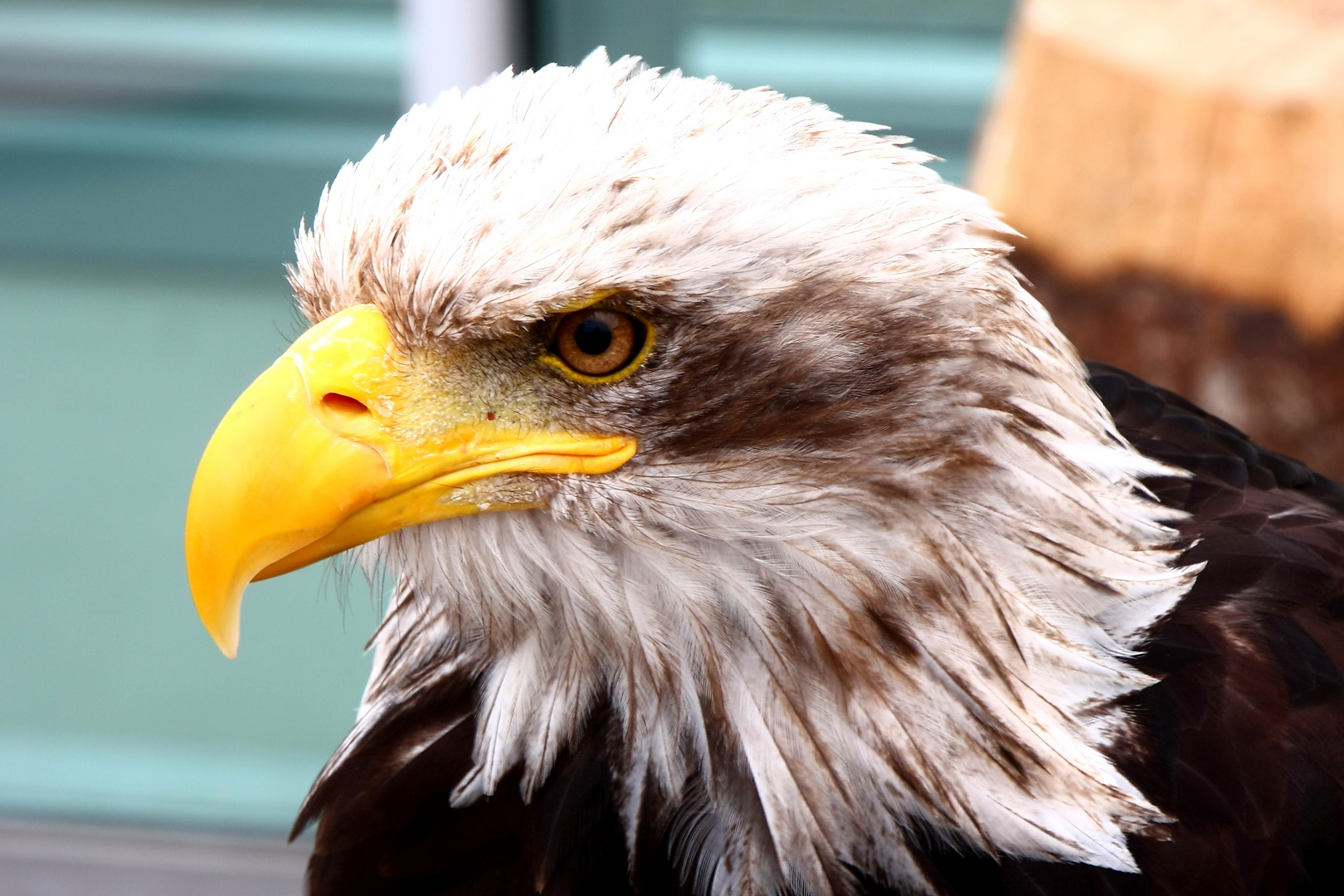 Weißkopfseeadler