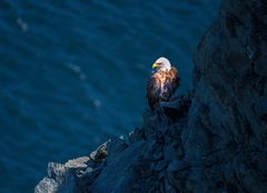 Weißkopfseeadler...