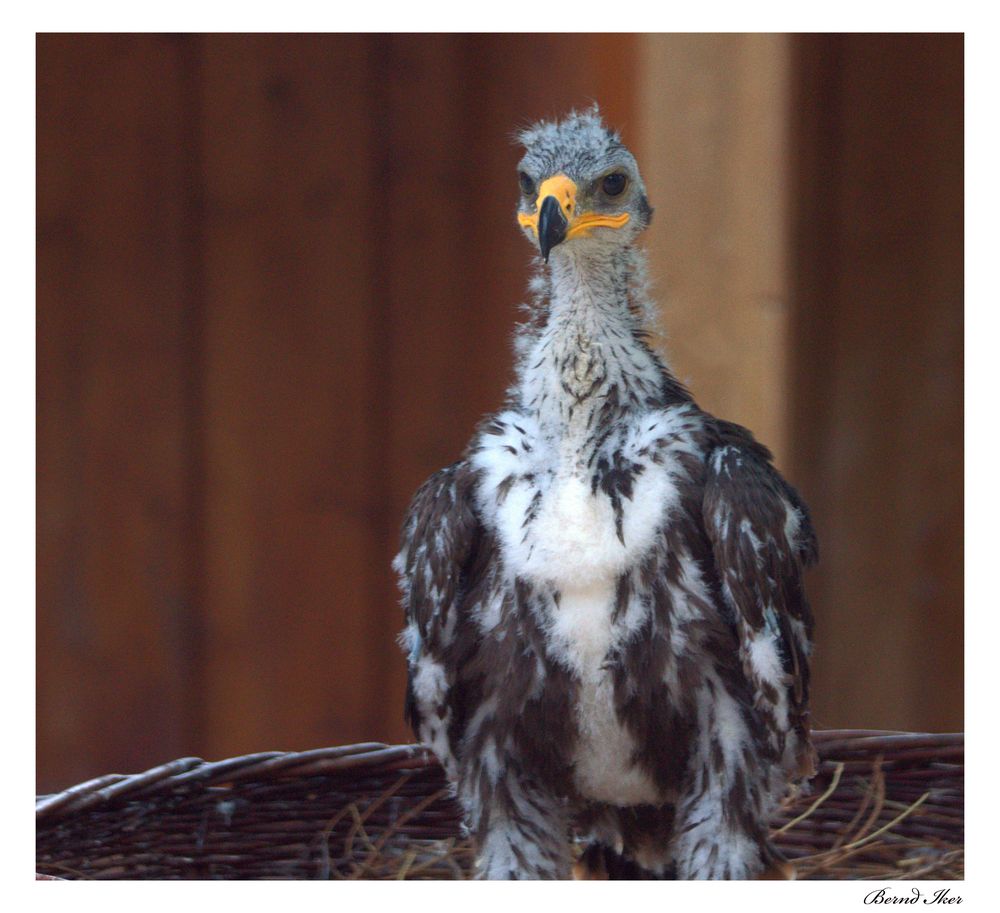 Weißkopfseeadler