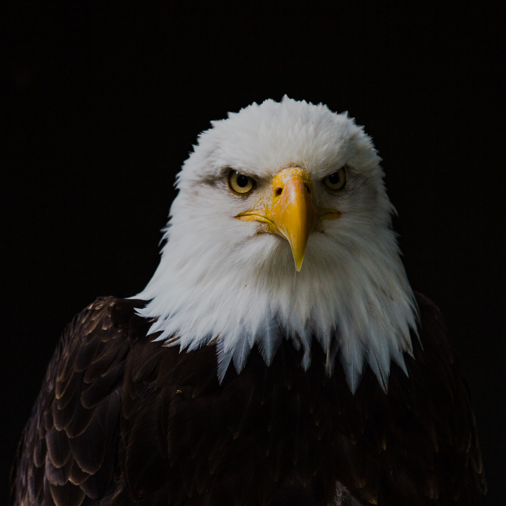 Weißkopfseeadler