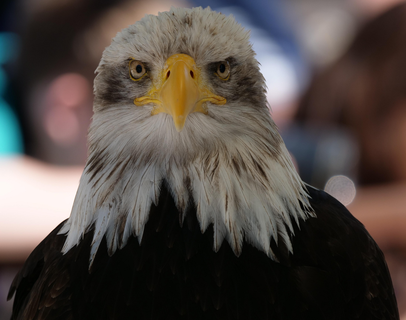 Weißkopfseeadler