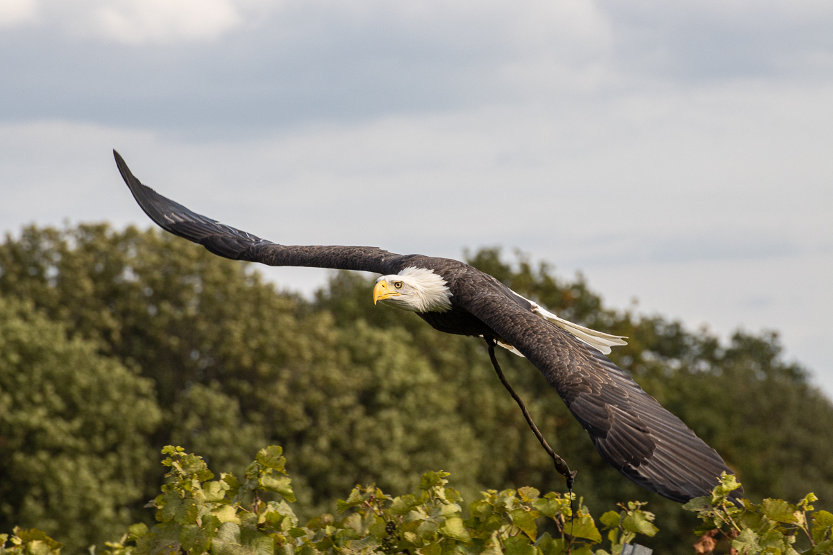 Weißkopfseeadler