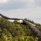 Weißkopfseeadler