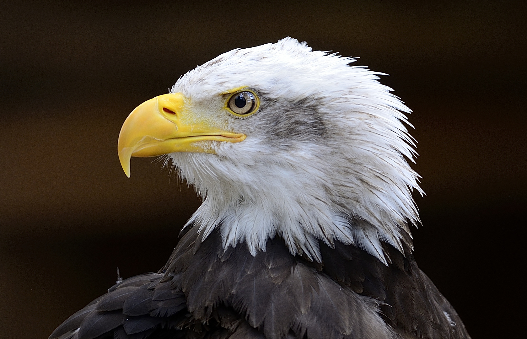 Weißkopfseeadler