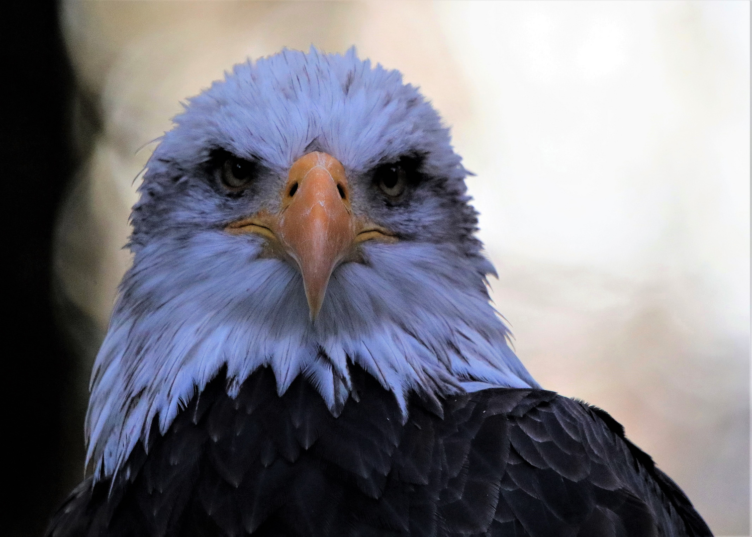 Weißkopfseeadler