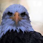 Weißkopfseeadler